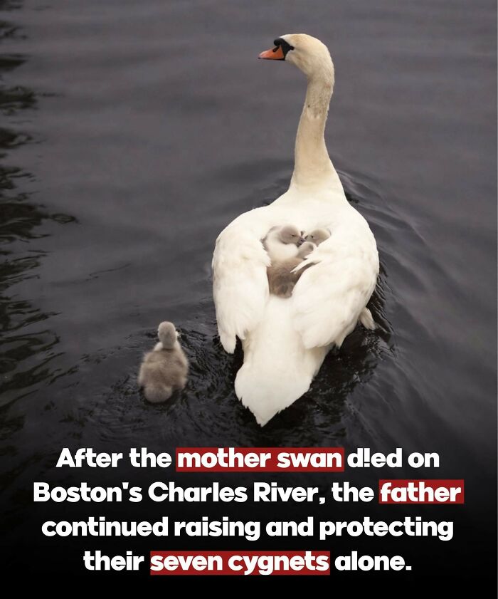 25 Animal Stories That Will Totally Melt Your Heart