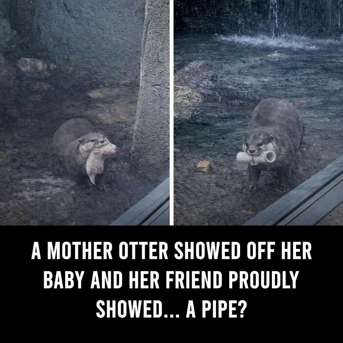 25 Animal Stories That Will Totally Melt Your Heart