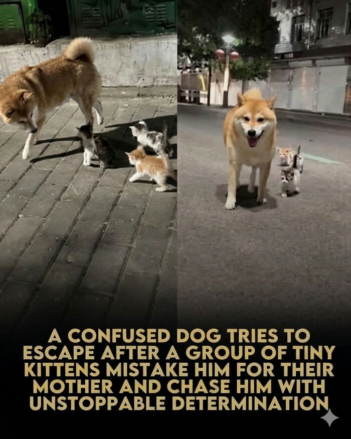 25 Animal Stories That Will Totally Melt Your Heart