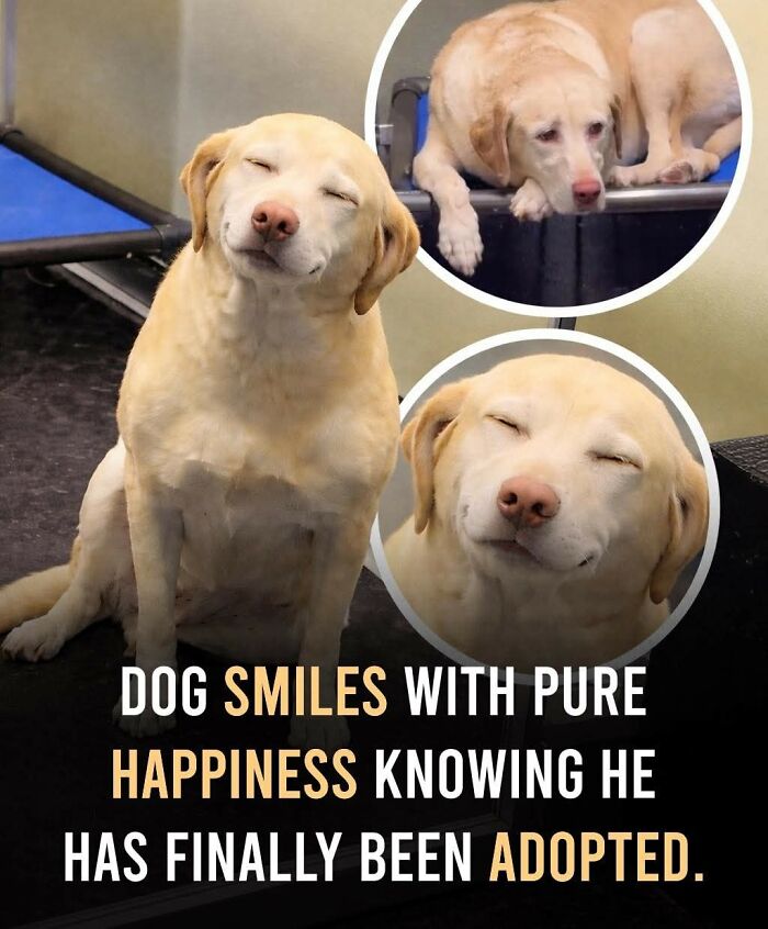 25 Animal Stories That Will Totally Melt Your Heart