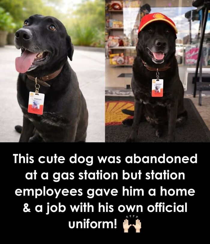 25 Animal Stories That Will Totally Melt Your Heart