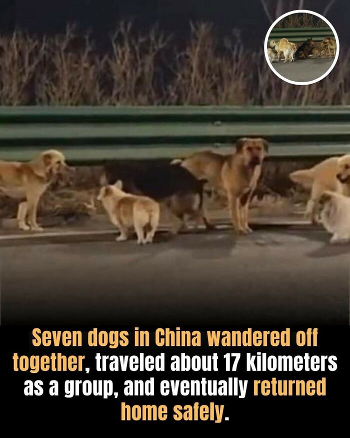25 Animal Stories That Will Totally Melt Your Heart