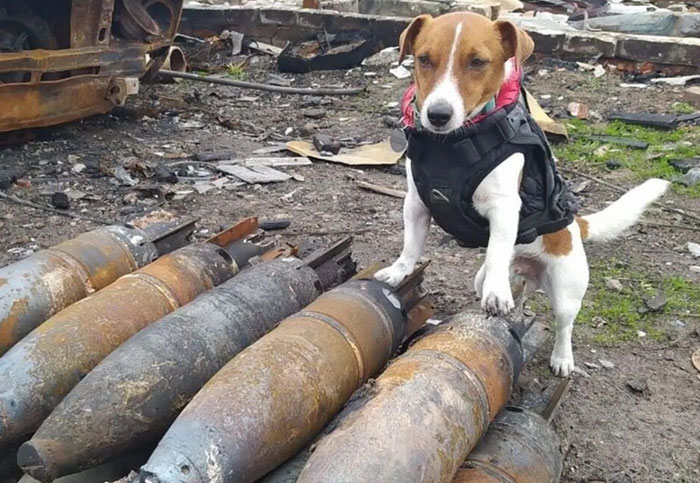 Ukraine’s Superdog Patron