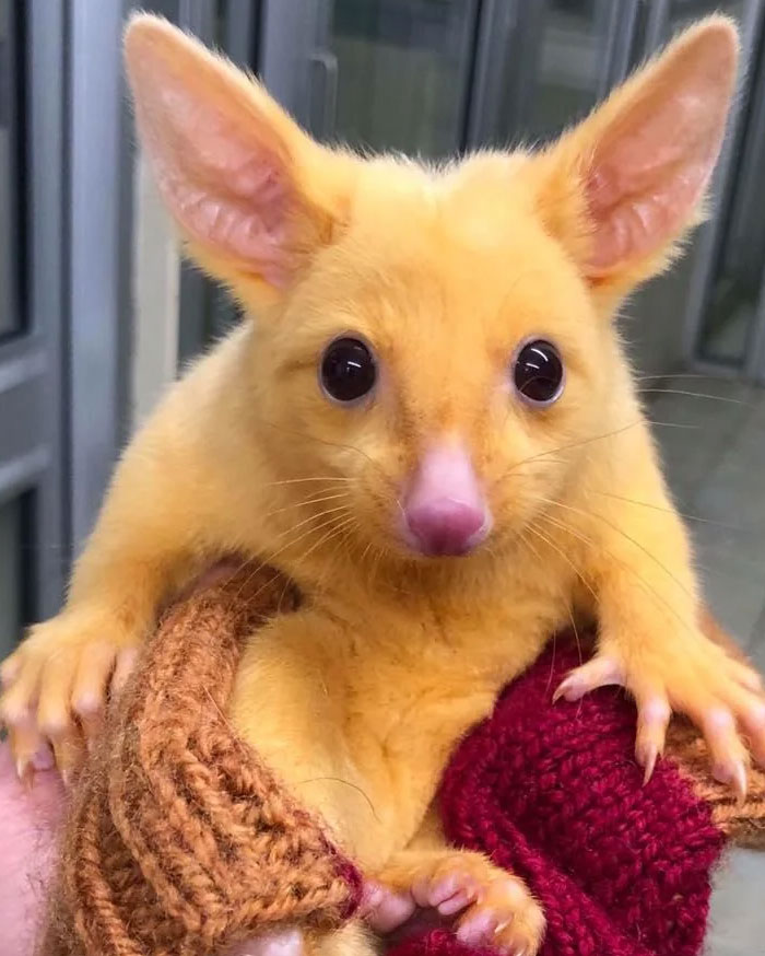 Australia’s Golden Pikachu Possum