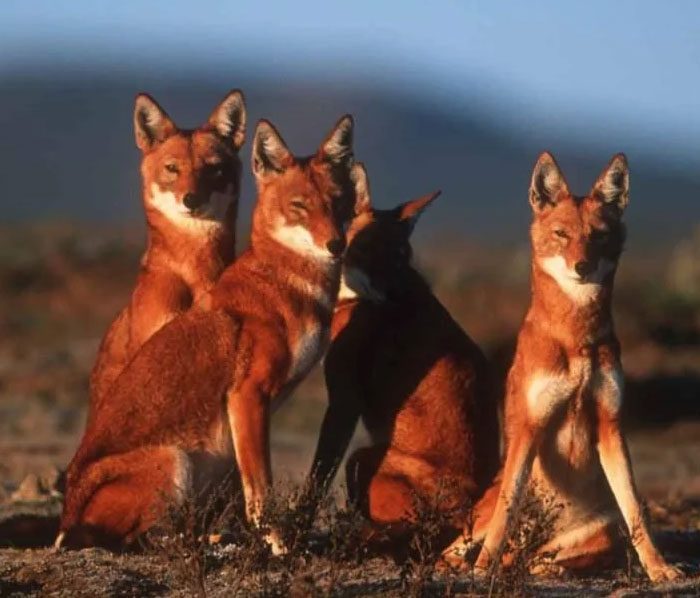 Ethiopia’s Own Wolf Pack