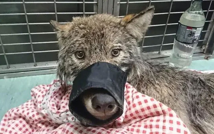 Estonia’s Ice-Rescue Surprise: A Friendly Wolf