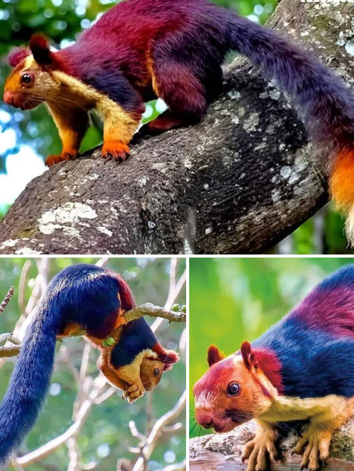 India’s Giant Squirrel Flex