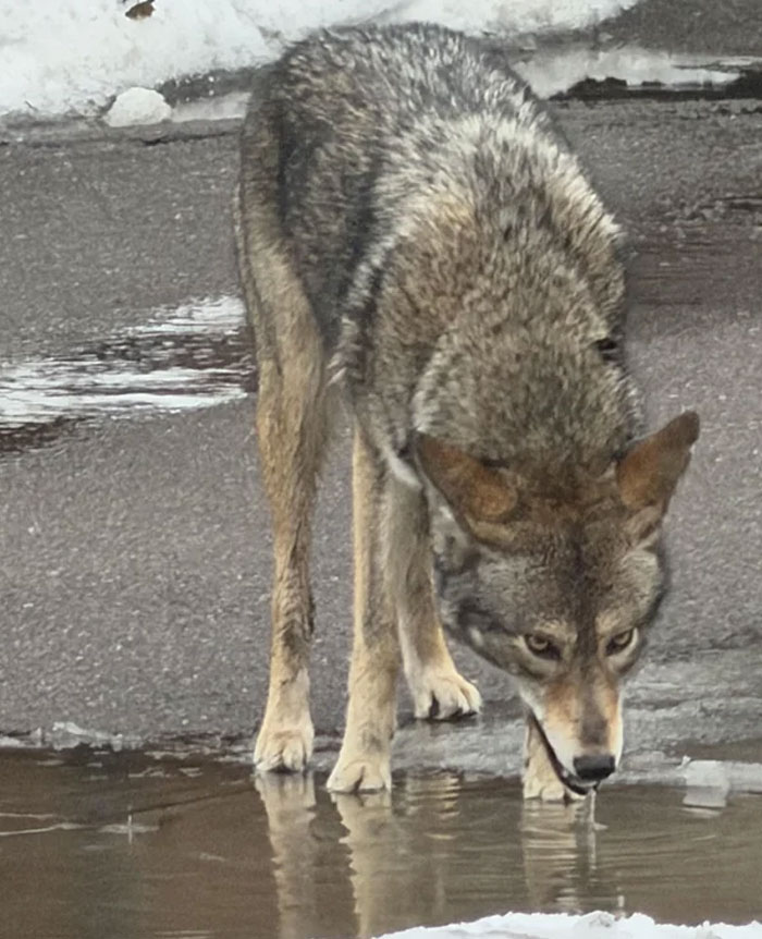 Canada’s Streetwise Coywolf
