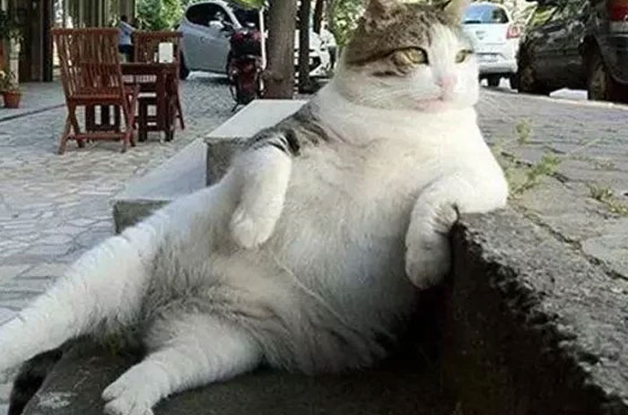 Turkey’s Chill Cat Tombili