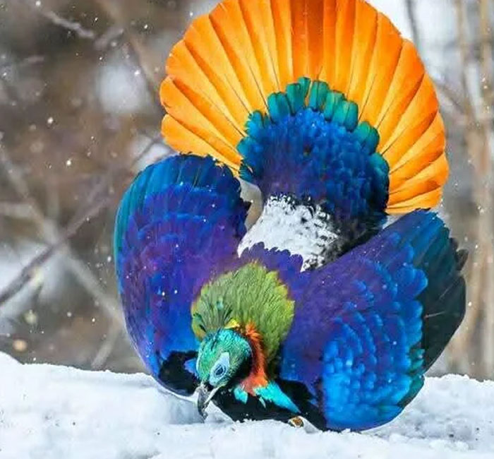 Nepal’s Rainbow Bird Show: Himalayan Monal