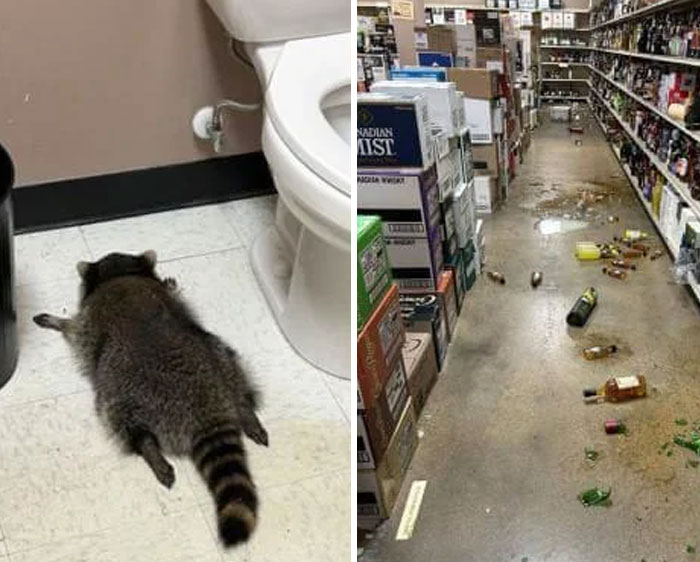 USA’s Party Animal Raccoon