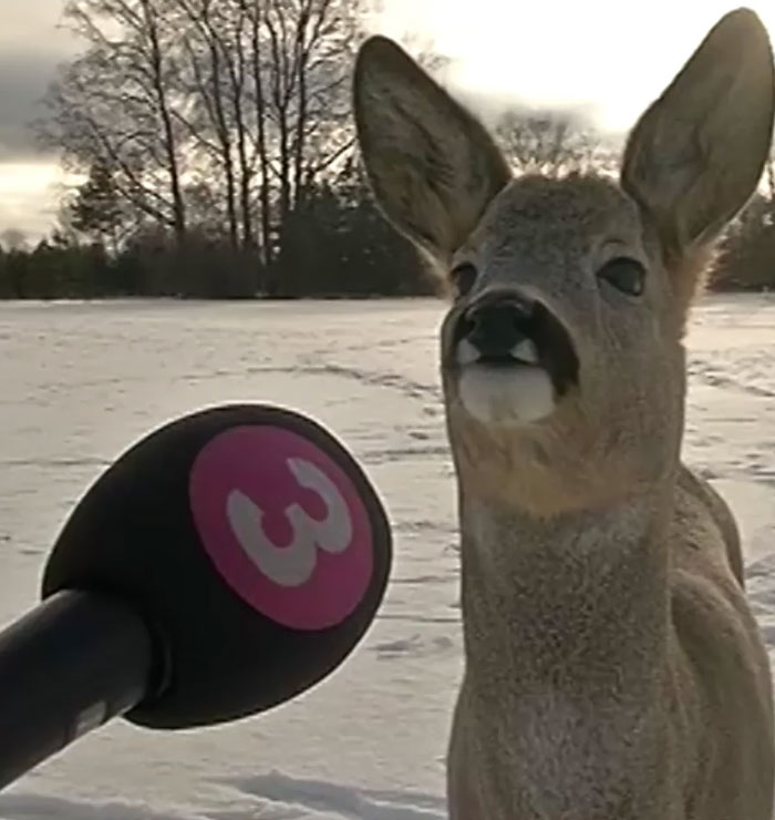 Estonia’s Deer Celebrity Interview