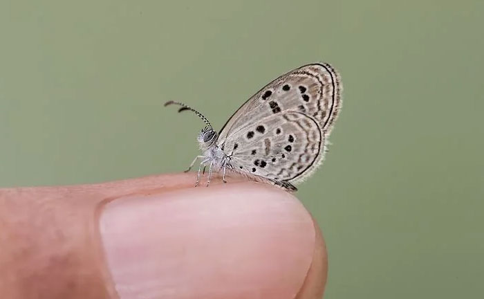 Egypt’s Tiny but Mighty Sinai Baton Blue Butterfly