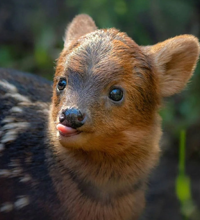 Chile’s Adorable Pudú Deer