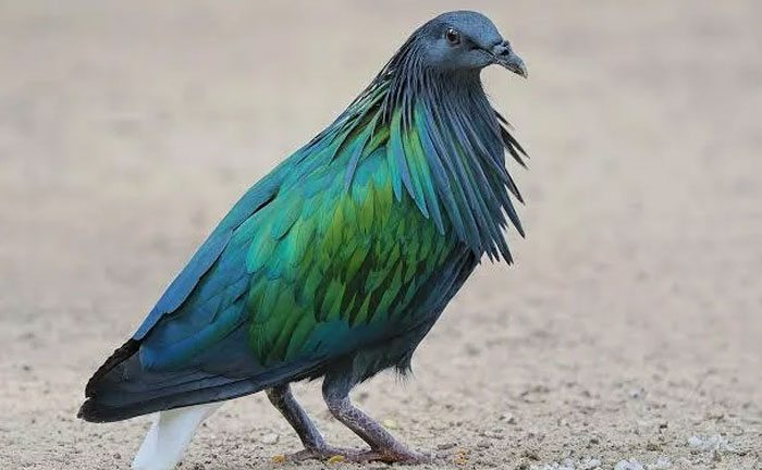 India’s Stunning Nicobar Pigeon