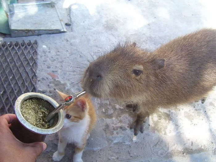 Argentina’s Chill Carpincho Drinking Mate