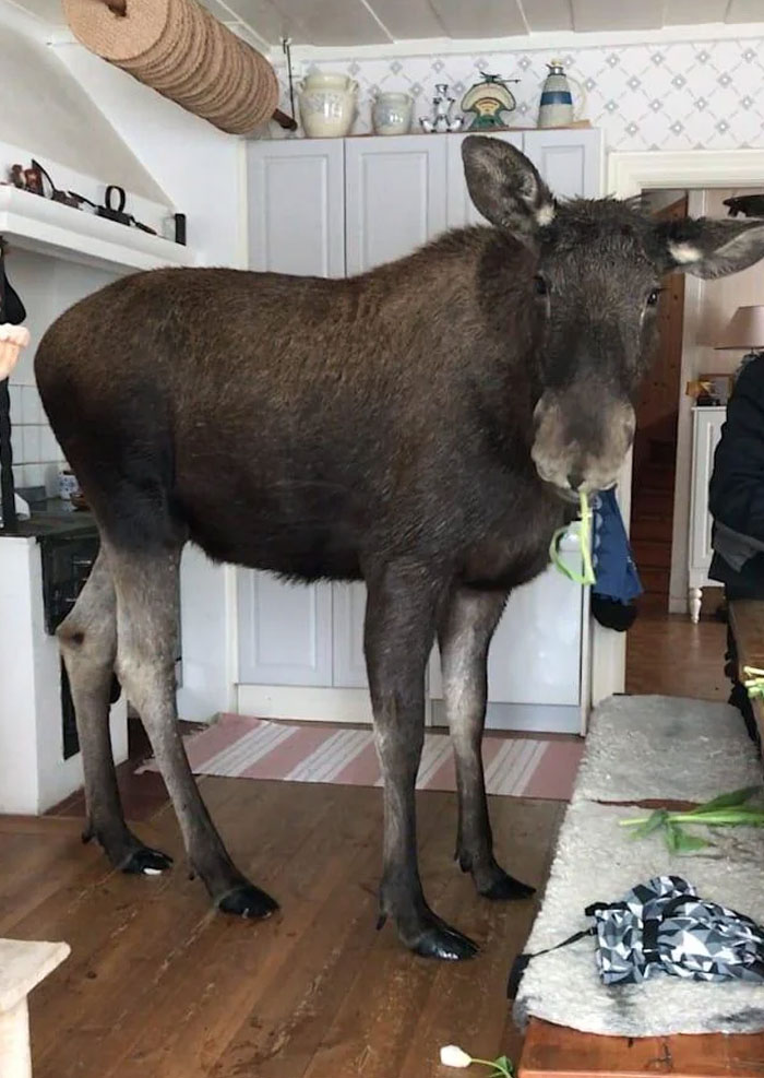Sweden’s Kitchen-Crasher Moose