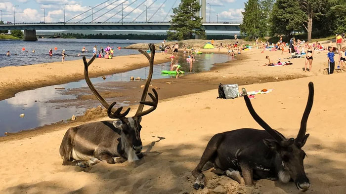Finland’s Reindeer Beach Day