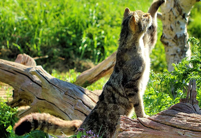 Scotland’s Mysterious Wildcat Legend