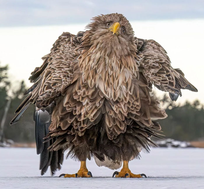 Finland’s Majestic Majesty