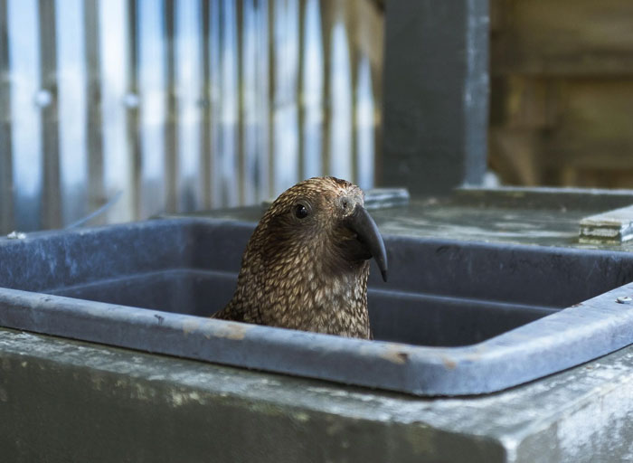 New Zealand’s Alpine Parrot King: The Kea