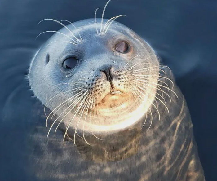 Finland’s Livecam Celebrity: The Saimaa Ringed Seal
