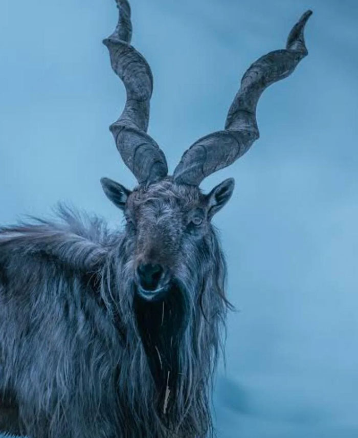 Pakistan’s Goat, Just Because