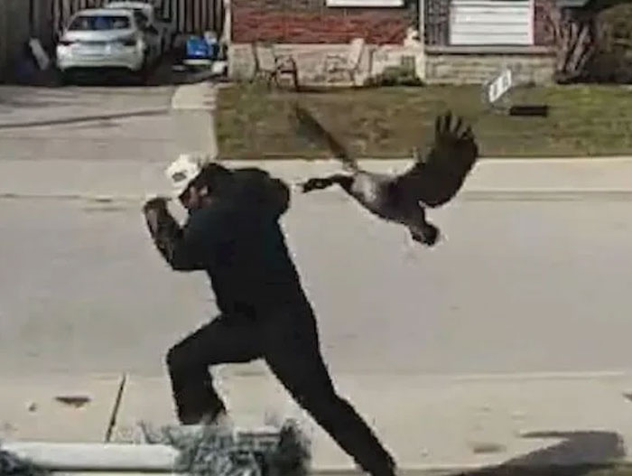 Canada’s Cobra Chickens