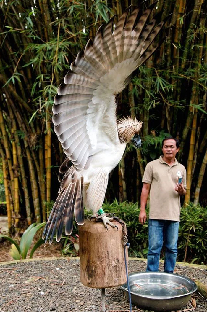 Philippines’ Giant Eagle in Flight