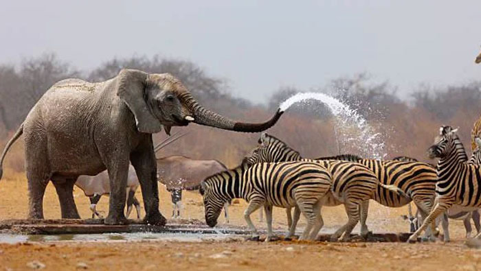 South Africa’s Shower Time Moment