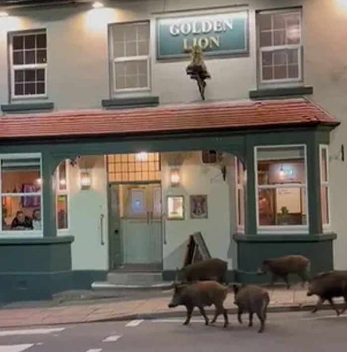 England’s Pub Crawl: Animal Edition