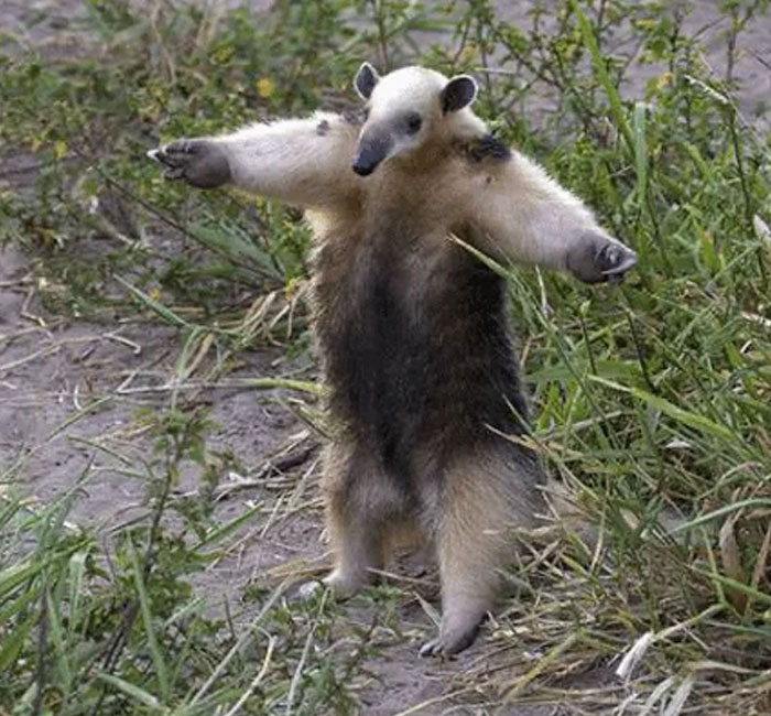 Paraguay’s Anteater T-Pose
