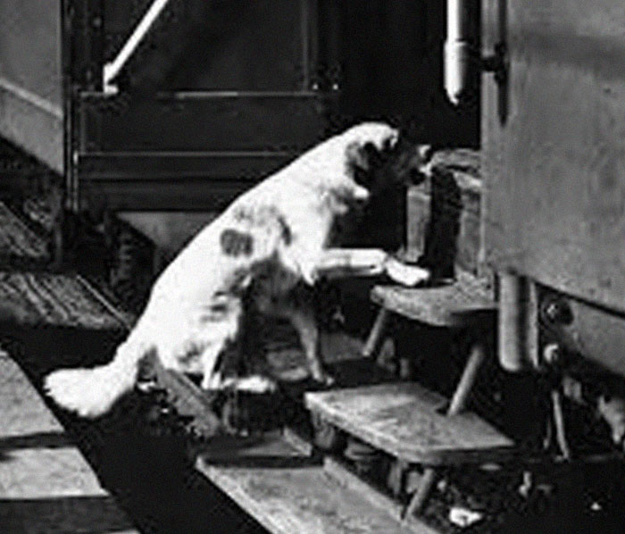 Italy’s Traveling Dog Lampo