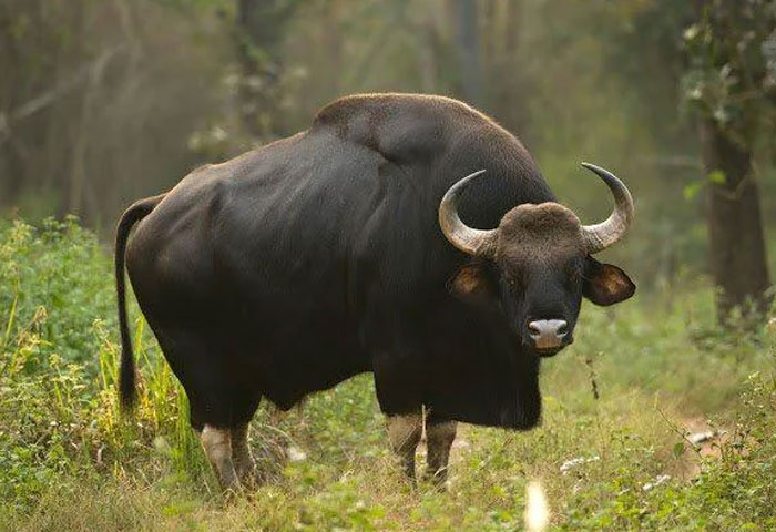India’s Largest Wild Cattle: The Gaur