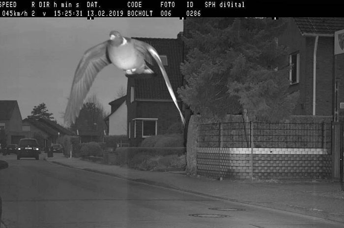 Germany’s Speeding Pigeon