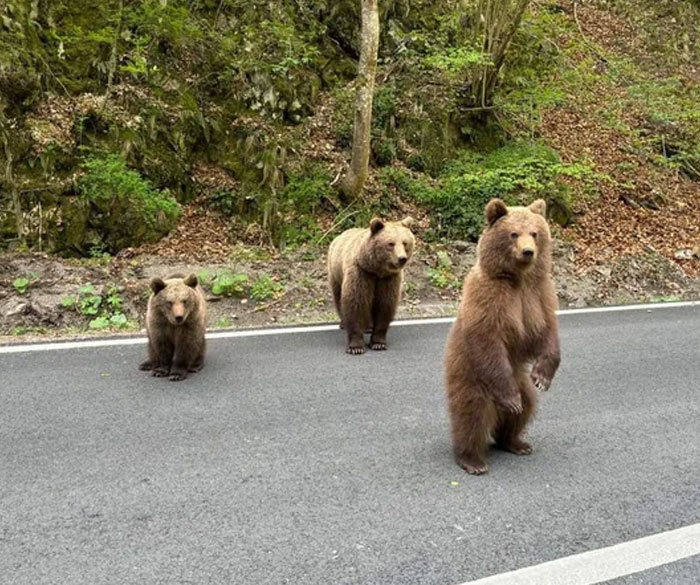 Romania’s Puppy Hitchhikers