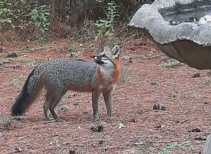 USA’s Friendly Gray Fox Benji