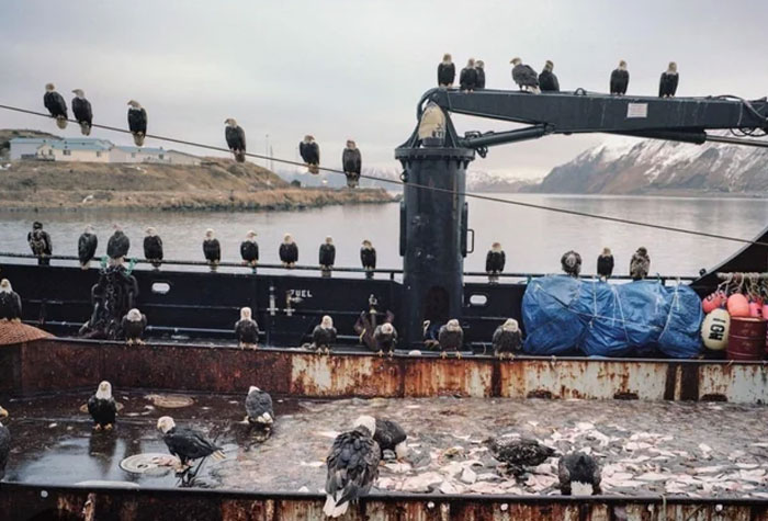 USA’s Bald Eagles on Board