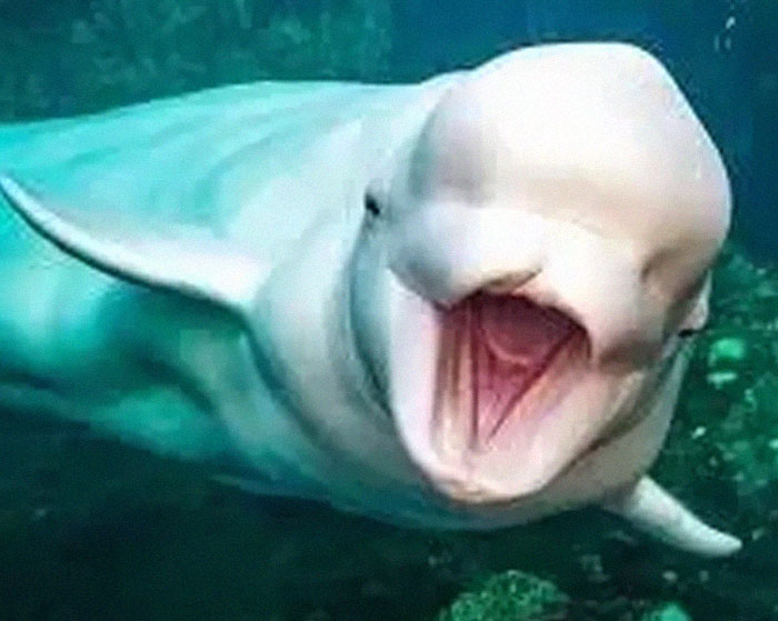 Canada’s Beluga Whale Fam