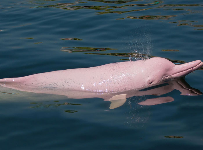 Brazil’s Pink River Dolphin