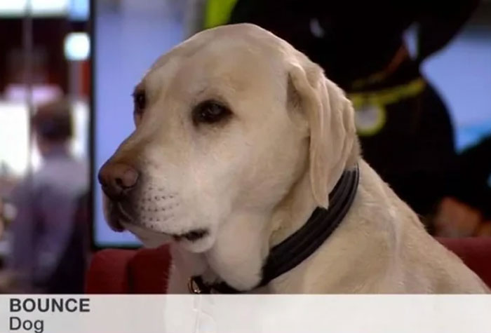 UK’s Dog Gets the Spotlight