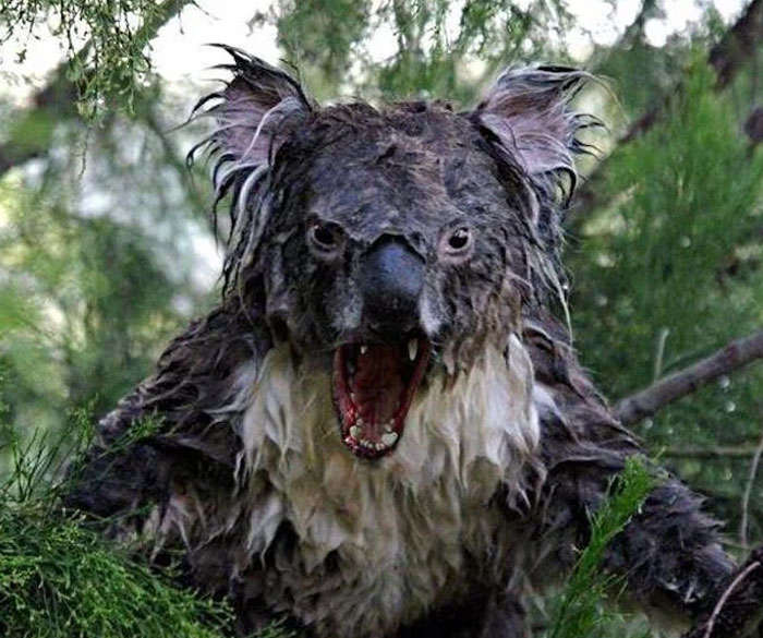 Australia’s Drop Bear Myth Debunked?