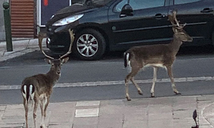 France’s Deer Takeover During Lockdown