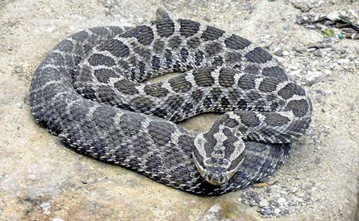 Canada’s Rare Rattlesnake Sighting