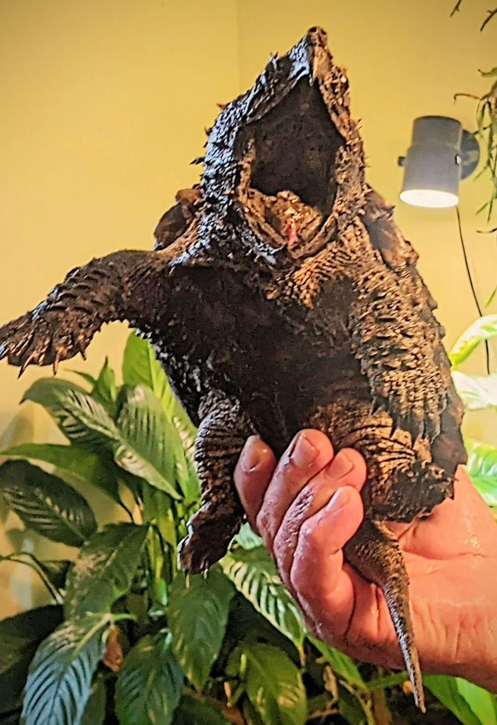 USA’s Ancient Alligator Snapping Turtles