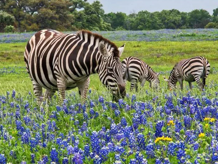 Texas: Camels, Donkeys & Zebras, Oh My!