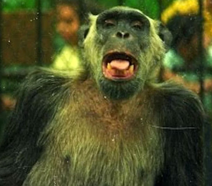 Brazil’s Monkey Mayor Candidate Tião