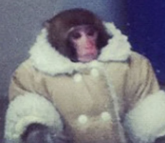 Canada’s Stylish Ikea Monkey Darwin