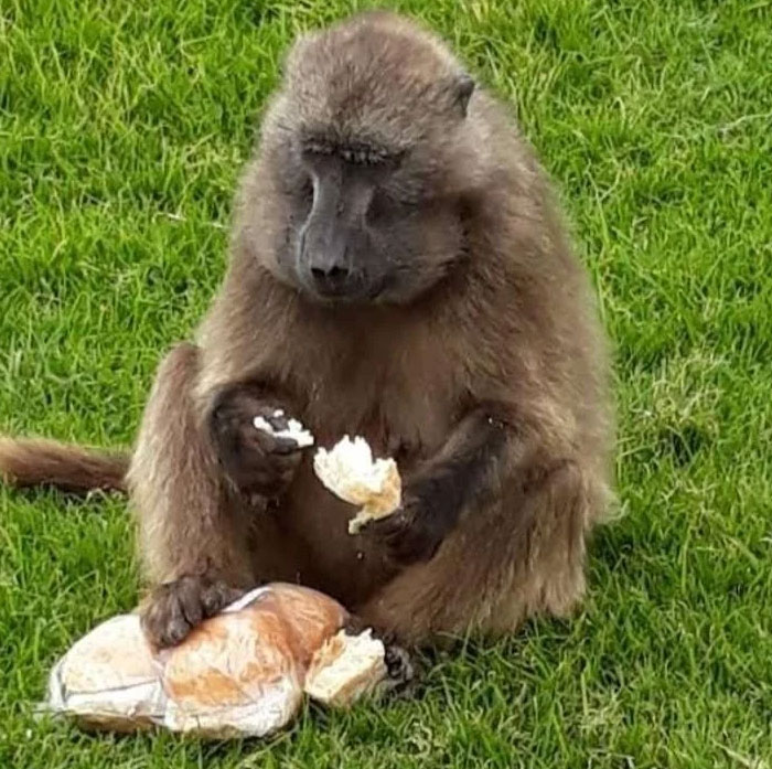 South Africa’s Bread Thief