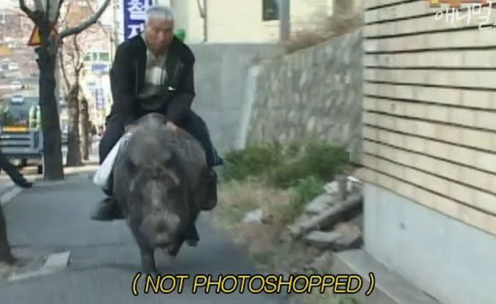 South Korea’s Hooooog Rider!